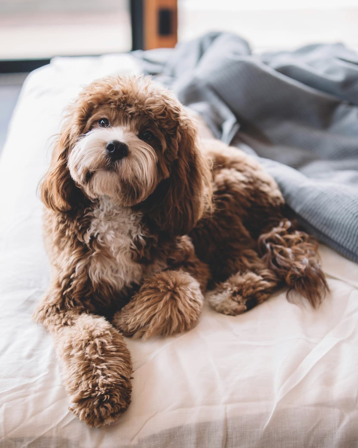 A small curly-haired dog sitting on a hotel bed by a window